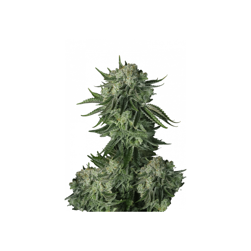 Original Auto Moby Dick, Фасовка: 1